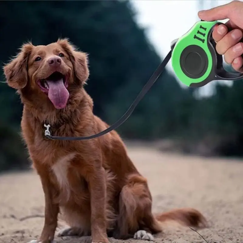 Ceinture rétractable pour chien