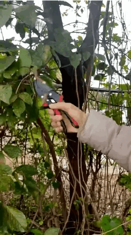 Sécateur de jardin PRO 31032