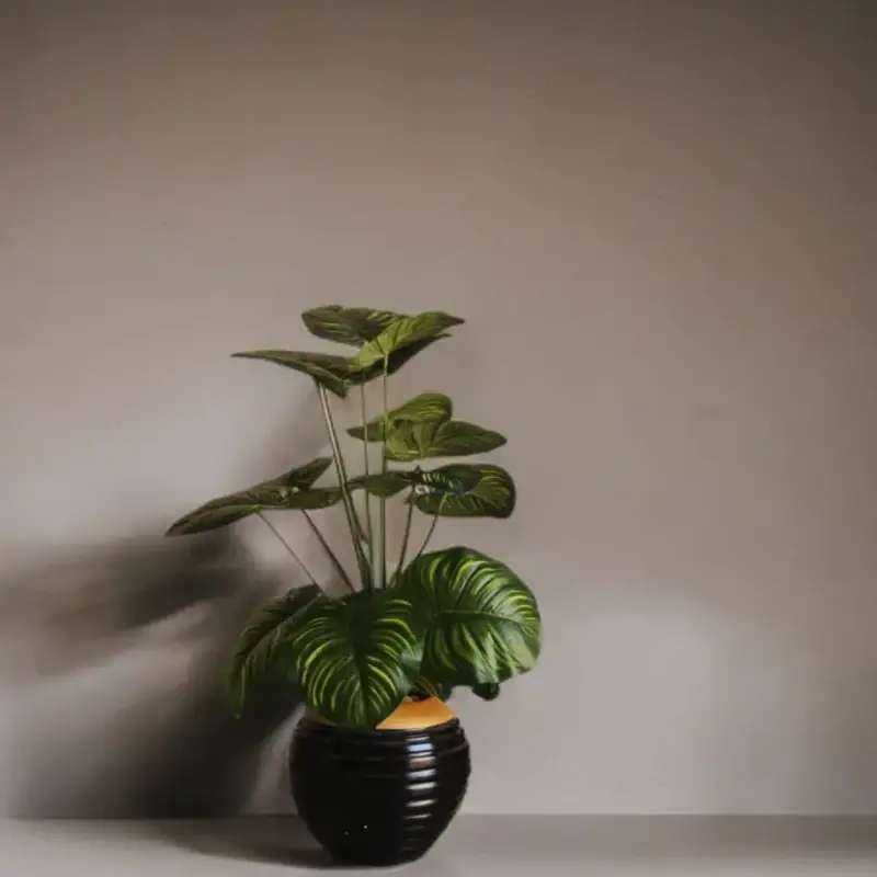 Plante Décorative Verte